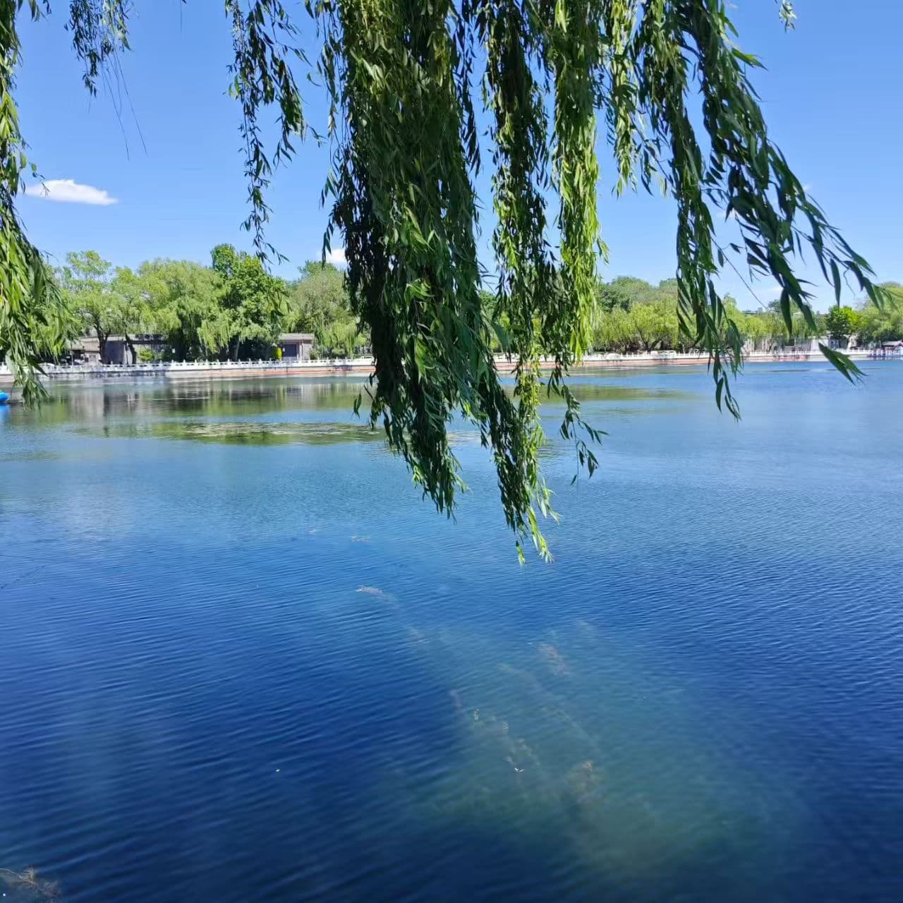 5月的后海：柳枝摇曳