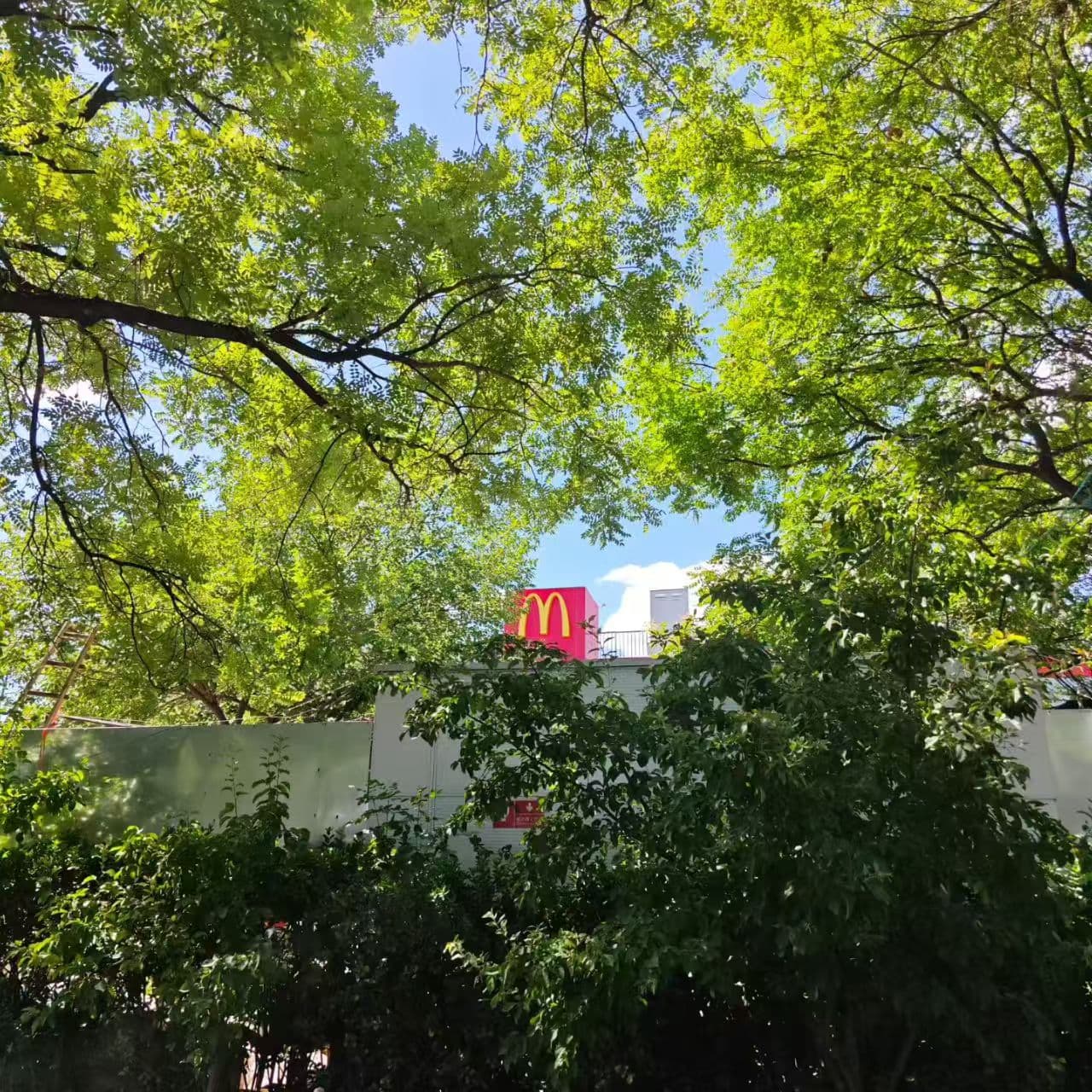 树丛中的麦当劳标志