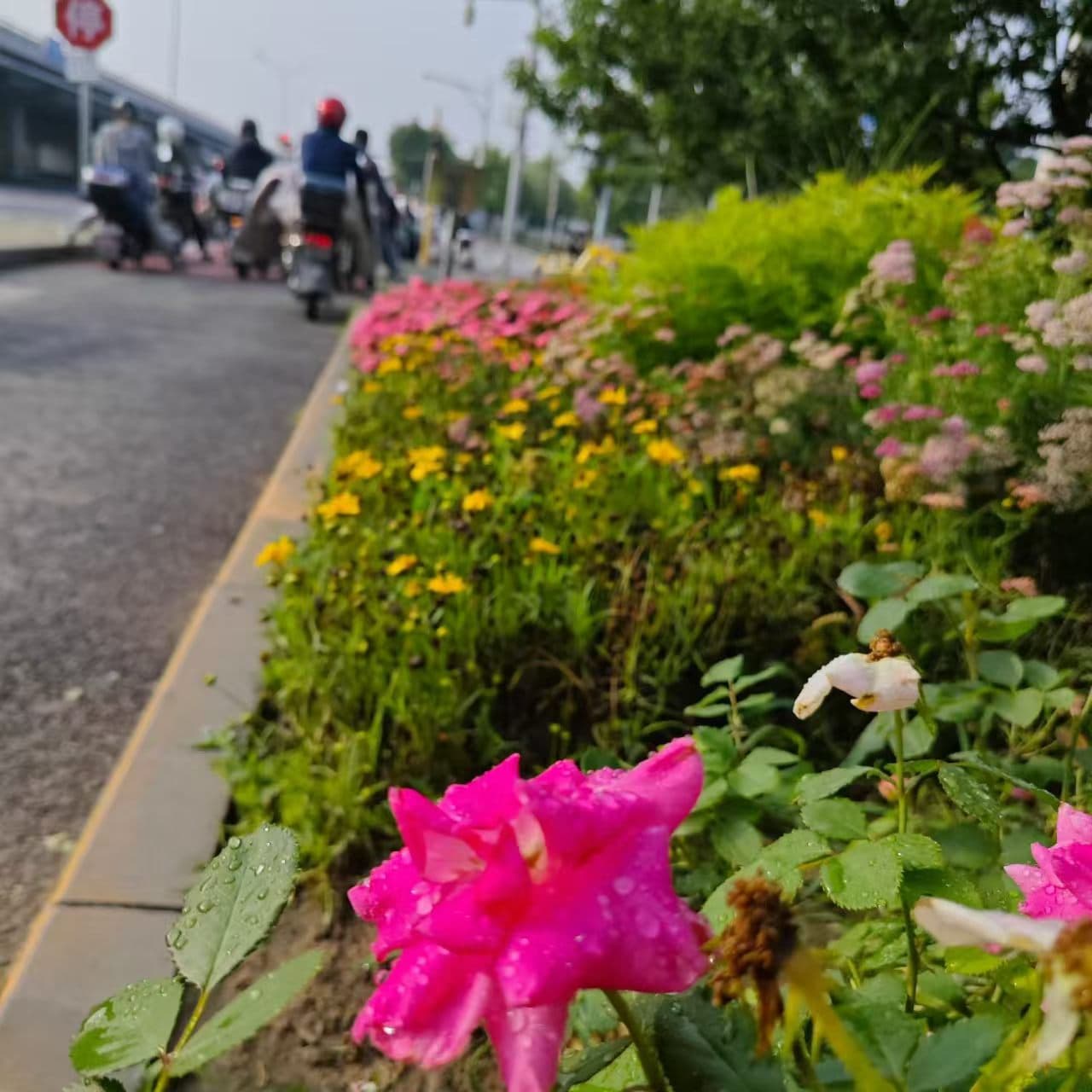 每日街景